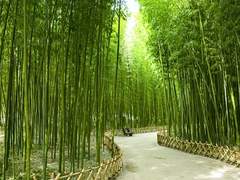 Do you want to get a tattoo?