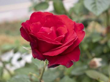 서울, 중랑장미공원