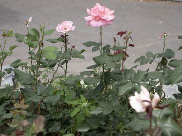 서울, 중랑장미공원