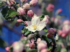 5월의 사과나무 꽃