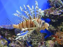 지느러미가 아름다운 사람/이도은