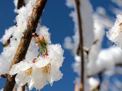 [하루쿠라]77일의 이상기후(2)