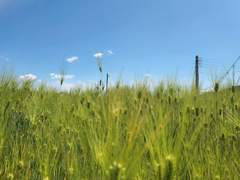 비를 기다리는 당신의 마음...