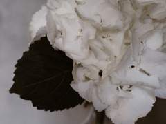 랜슬구다 :: 어쩌면 불합리는 운명의 다른 이름일지 몰라