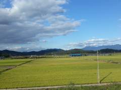 개구리 노래 들녘을 삼키네