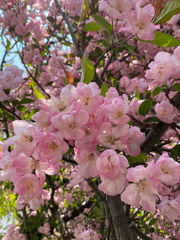 일본인 독립운동가