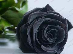 사랑스러운 토끼야.