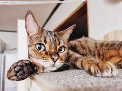 4월~6월 1일 쿠키