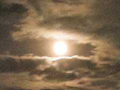 귀여운 아기뱁새.