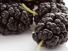 청춘은 오디색 上