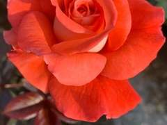 장미꽃 차를 우려내며/정 서