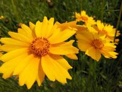 에메히카 - 노란 마거리트