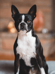 죠죠의기묘한망상