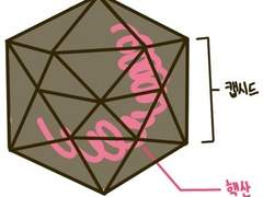 바이러스는 어떻게 생겼을까?