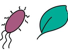 바이러스의 생활사