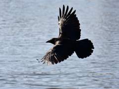 샤를로트 레이븐 / 여성 / 신관/ 신전 / 자작