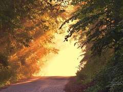 타이린 J. 나이빌리 / XY/ 신관 / 황실 / 자작