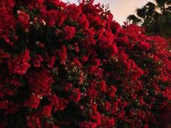 헤스터 W. 딤스데일/xx/신관/신전/남작