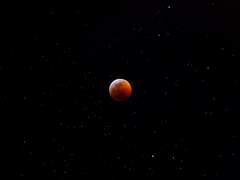 Pick me, Choose me, Love Me.