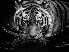 그는 정원에 자신의 사과나무만이 존재하길 바랐다.