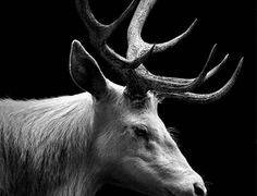 그의 무화과나무는 사과나무의 가지와 원치 않게 얽혀버렸다.