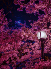 새벽녘에 진 꽃