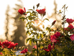 생일기념 공개/ 티아레 2022 생일 연성