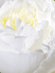 와시조씨네 히나타