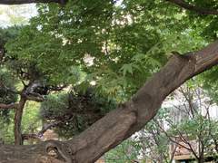 단풍나무 아래서