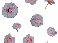 백장미 프리소스