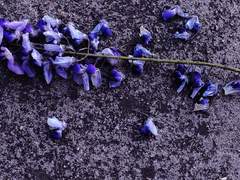 꿈왕국 히메 드림주