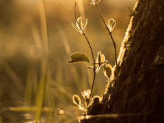 약초꾼의 느긋한 여행 1