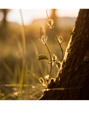 약초꾼의 느긋한 여행 