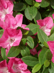 사비의 배경화면