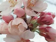 봄은 다시 오겠지만,