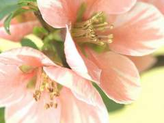 그날 봄은 하루라