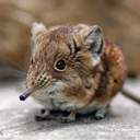 내가레몬을땃쥐