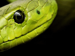 율리시즈 셰시얀ㆍ16ㆍ5ㆍ시스젠더 남성ㆍ무예