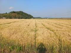 열불 터진다 내비둬라