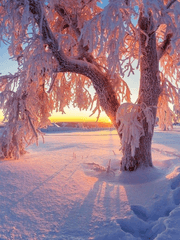 순애라고 부를수 없는가