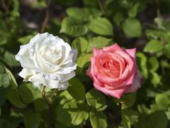 시대를 관통하는 가치, 비발디와 <사계>