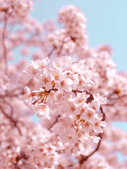 비 내리는 봄날에 너를 만나