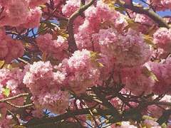 [레노파우] 이오화(二烏話) (1)