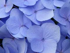 시라호시 하레야 | 18 | XX | 천문학부