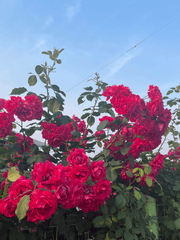 짧은시리즈 아마도..??