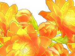 칼랑코에 브러쉬