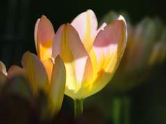 이상한 녀석에 대한 고찰은 수없이 반복해봐야 할 것 같습니다.