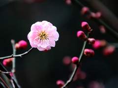 [당보청명] 보내진 편지