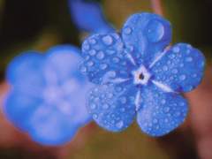 항상 아름다운 푸른 빛을 띄는 당신에게.