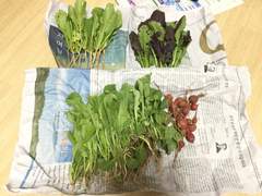 [농사일기] 농사보다 일기가 더 어렵다